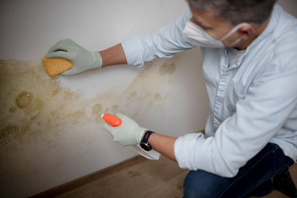 Best Professional Mold Removal  in Annandale, MN