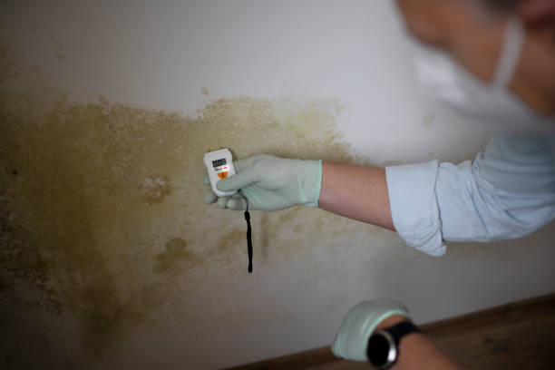 Best Crawl Space Mold Removal  in Annandale, MN