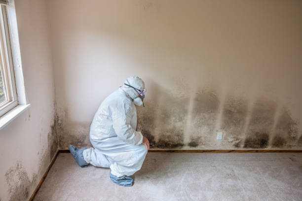 Best Mold Testing  in Annandale, MN