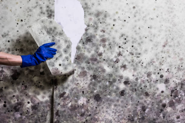 Best Water Damage Restoration  in Annandale, MN