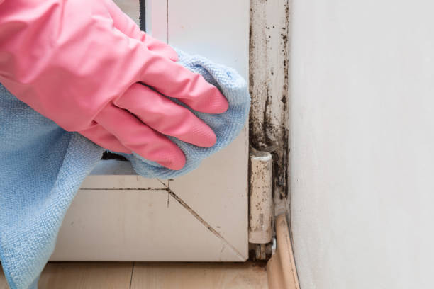 Best Affordable Mold Removal  in Annandale, MN